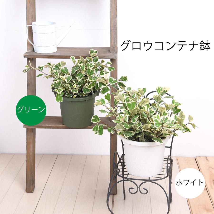 吉本花城園 観葉植物 フィカス スイートハート ゴムの木 珍しい品種