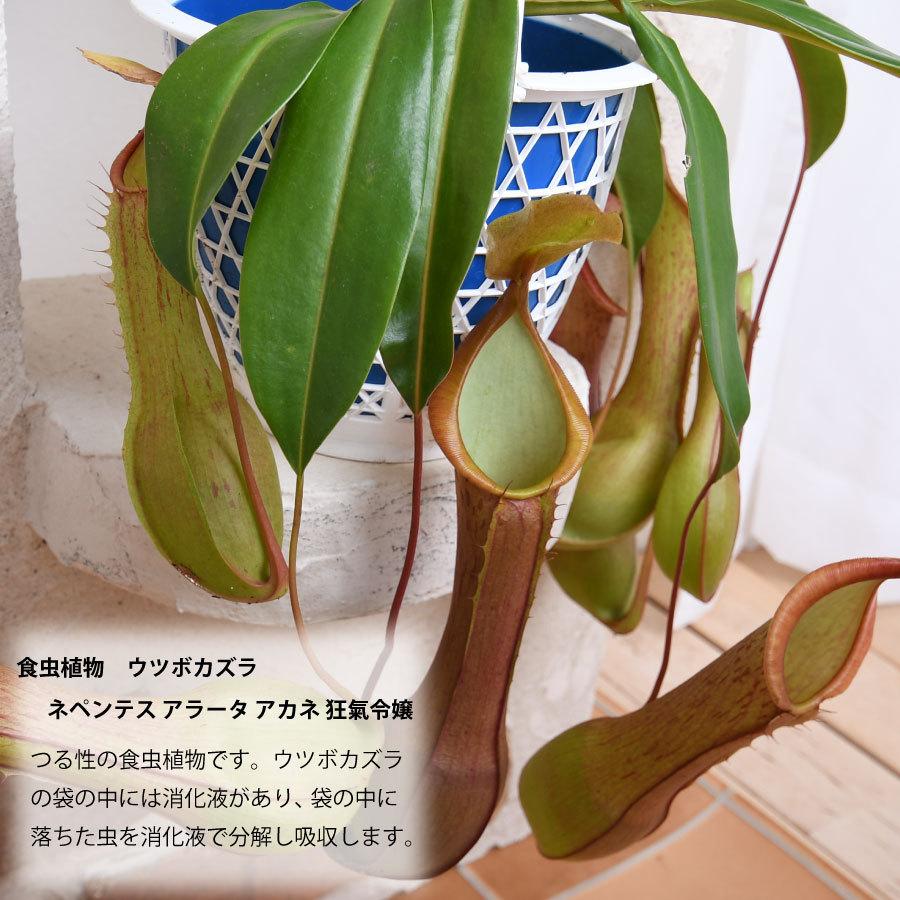 吉本花城園 食虫植物 ウツボカズラ ネペンテス アラータ アカネ 狂氣