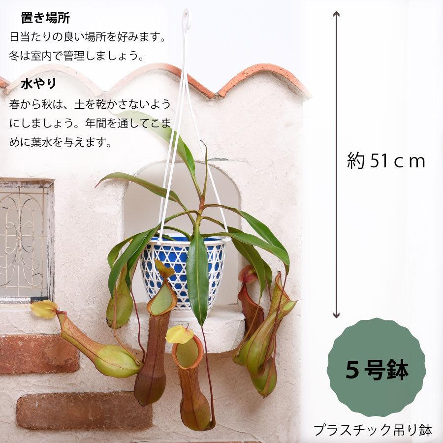 ホ*カ様 ウツボカズラ　ネペンテス　N.エドワードシアナ　食虫植物 吉本花城園 食虫植物 ウツボカズラ ネペンテス アラータ アカネ 狂氣
