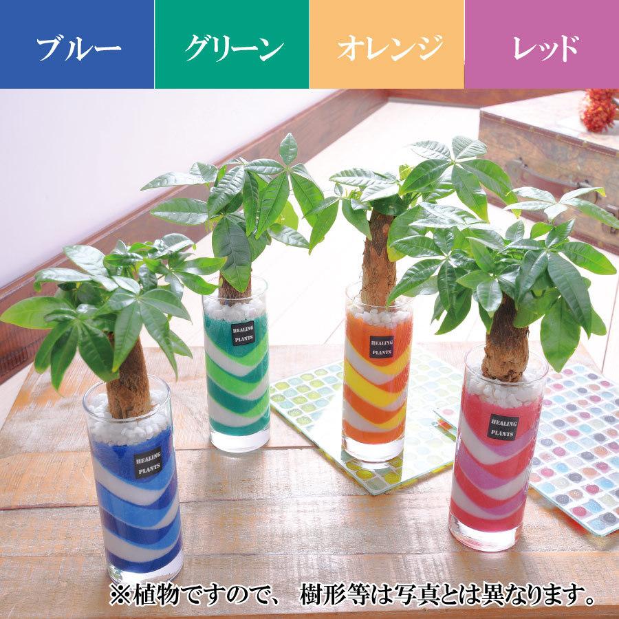 吉本花城園 観葉植物 パキラ カラーサンド サンドアート 仕様 ハイドロ