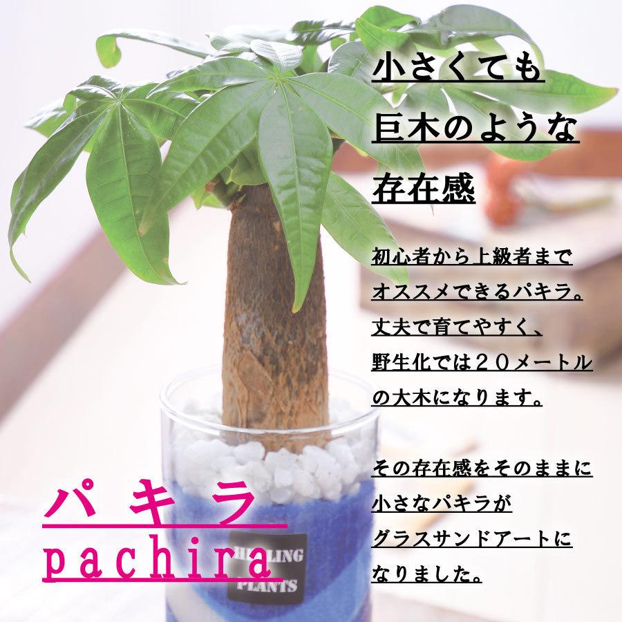 吉本花城園 観葉植物 パキラ カラーサンド サンドアート 仕様 ハイドロ  