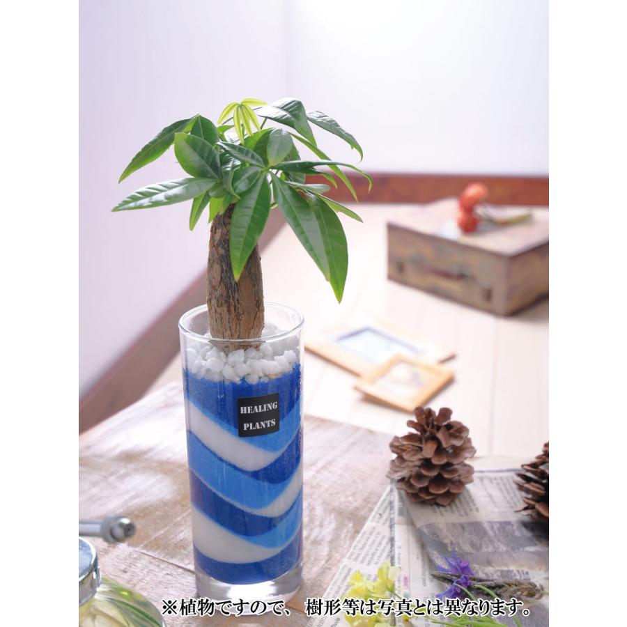観葉植物 パキラ カラーサンド サンドアート 仕様 ハイドロカルチャー 