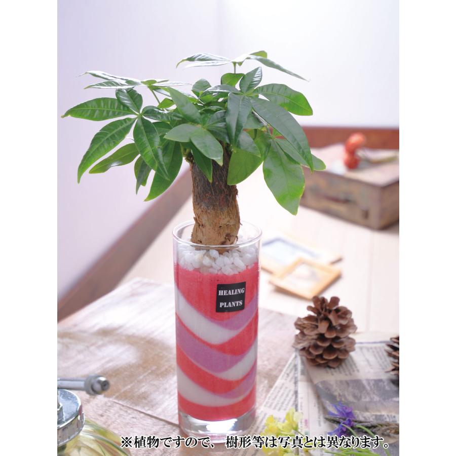 吉本花城園 観葉植物 パキラ カラーサンド サンドアート 仕様 ハイドロ  