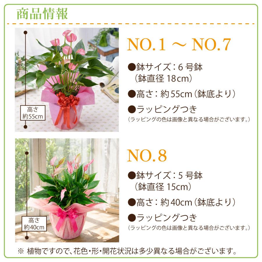 吉本花城園 爆買 観葉植物 ギフト アンスリウム 鉢植え 6号鉢 5号鉢