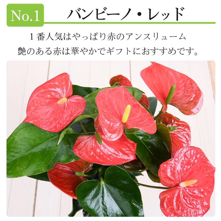 吉本花城園 観葉植物 ギフト アンスリウム 鉢植え 6号鉢 5号鉢