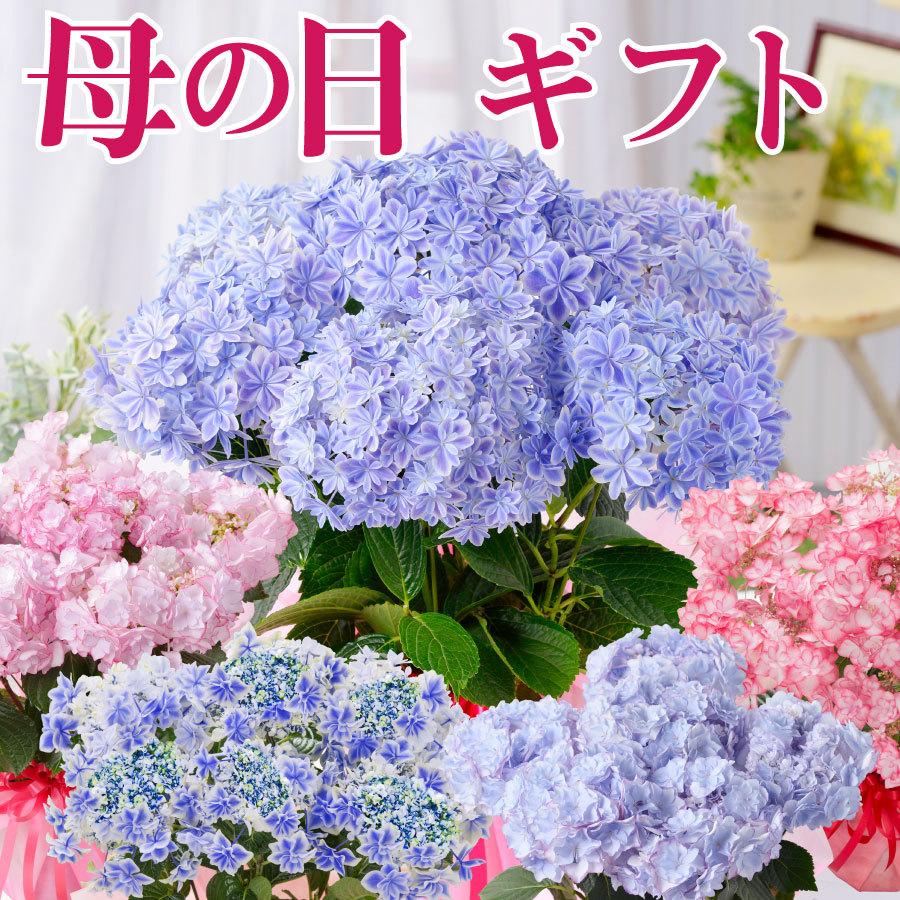 母の日 プレゼント アジサイ 花 ギフト 鉢植え あじさい 紫陽花 万華鏡 ケイコピンク ケイコブルー ピンキーリング パープルリング 銀河 22年 Haha Azisai Fleurtown吉本花城園 通販 Yahoo ショッピング