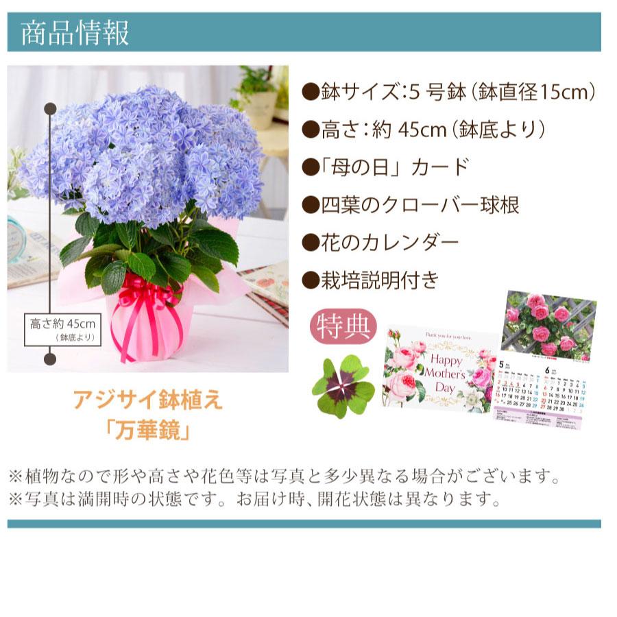 吉本花城園 母の日 ギフト 2026 花 アジサイ 鉢植え 万華鏡 紫陽花