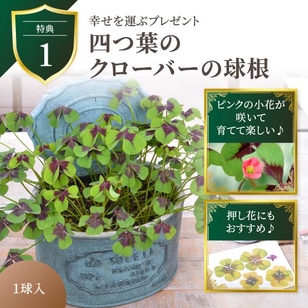 吉本花城園 爆買 母の日 ギフト 2026 花 アジサイ 鉢植え 万華鏡