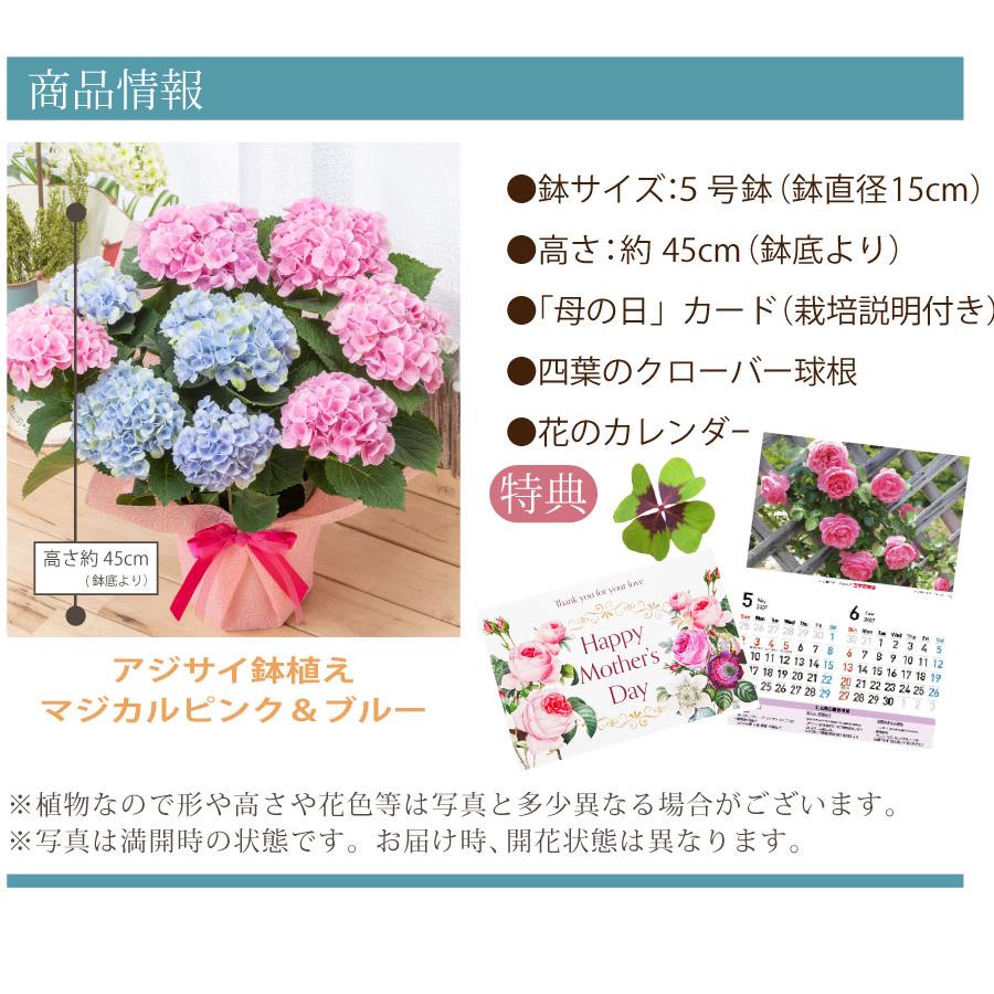 吉本花城園 母の日 ギフト 2026 花 アジサイ 鉢植え 2色咲き青とピンク