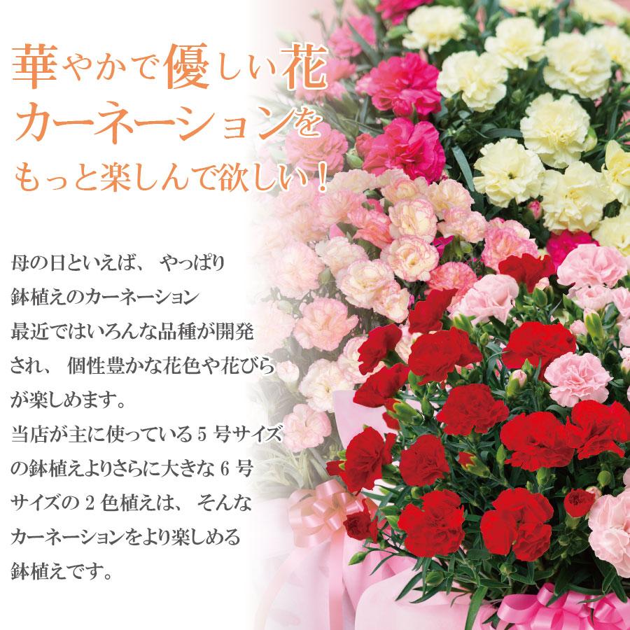 母の日 プレゼント 大きな カーネーション 花 ギフト 鉢植え 2色咲き 6号鉢サイズ 2024年｜kajoen｜04