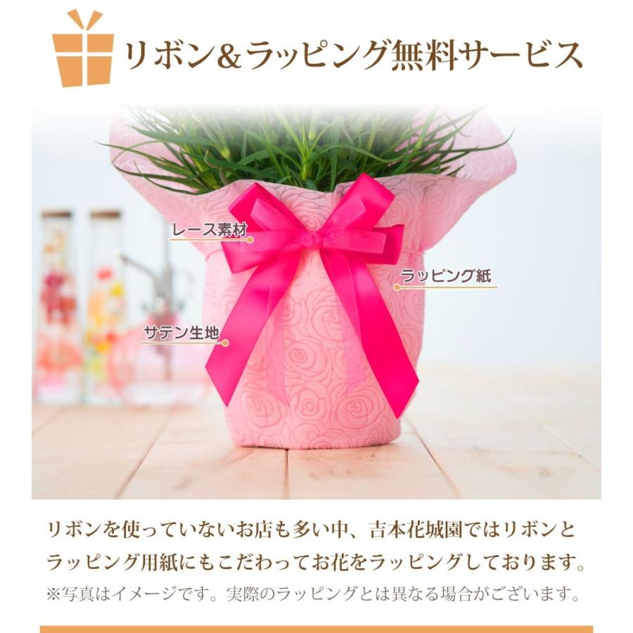 母の日 21 アジサイ プレゼント 花 ギフト 鉢植え コンペイトウブルー ノブレス ディープパープル コットンキャンディー あじさい 紫陽花 Haha Kihana C Fleurtown吉本花城園 通販 Yahoo ショッピング