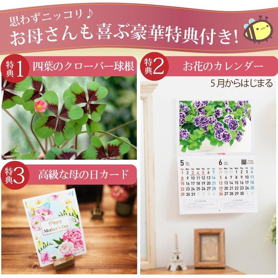 母の日 21 アジサイ プレゼント 花 ギフト 鉢植え コンペイトウブルー ノブレス ディープパープル コットンキャンディー あじさい 紫陽花 Haha Kihana C Fleurtown吉本花城園 通販 Yahoo ショッピング
