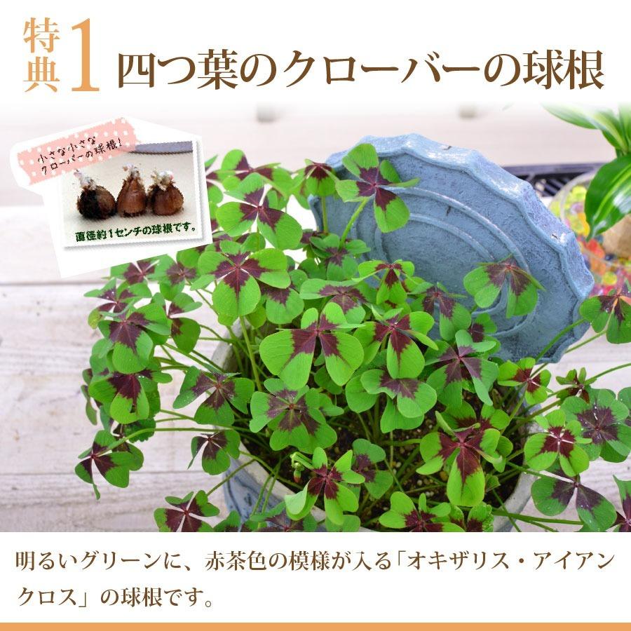 母の日 21 アジサイ プレゼント 花 ギフト 鉢植え コンペイトウブルー ノブレス ディープパープル コットンキャンディー あじさい 紫陽花 Haha Kihana C Fleurtown吉本花城園 通販 Yahoo ショッピング