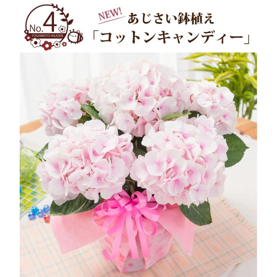 母の日 21 アジサイ プレゼント 花 ギフト 鉢植え コンペイトウブルー ノブレス ディープパープル コットンキャンディー あじさい 紫陽花 Haha Kihana C Fleurtown吉本花城園 通販 Yahoo ショッピング
