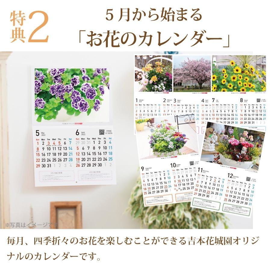 21 母の日 クレマチス 北浜 プレゼント 花 ギフト 鉢植え Haha Kure Fleurtown吉本花城園 通販 Yahoo ショッピング