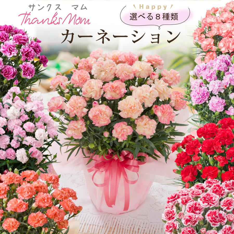 母の日 2023 プレゼント サンクスマム カーネーション 鉢植え ギフト ラッピング 選べる12種類の花色 hahaorFleurTown吉本花城園 通販 Yahoo!ショッピング