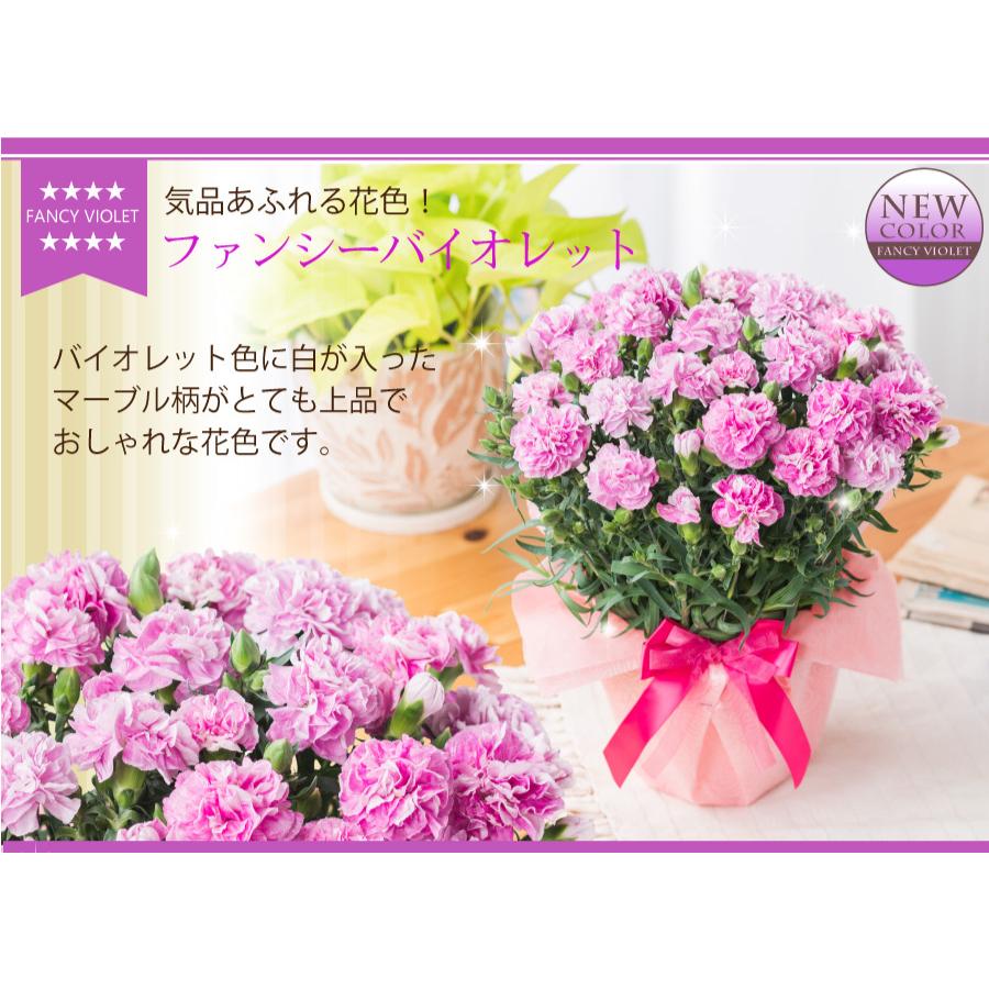 吉本花城園 母の日 2024 プレゼント サンクスマム カーネーション