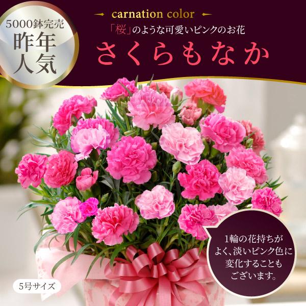 吉本花城園 母の日 ギフト 2026 花とスイーツ カーネーション さくら