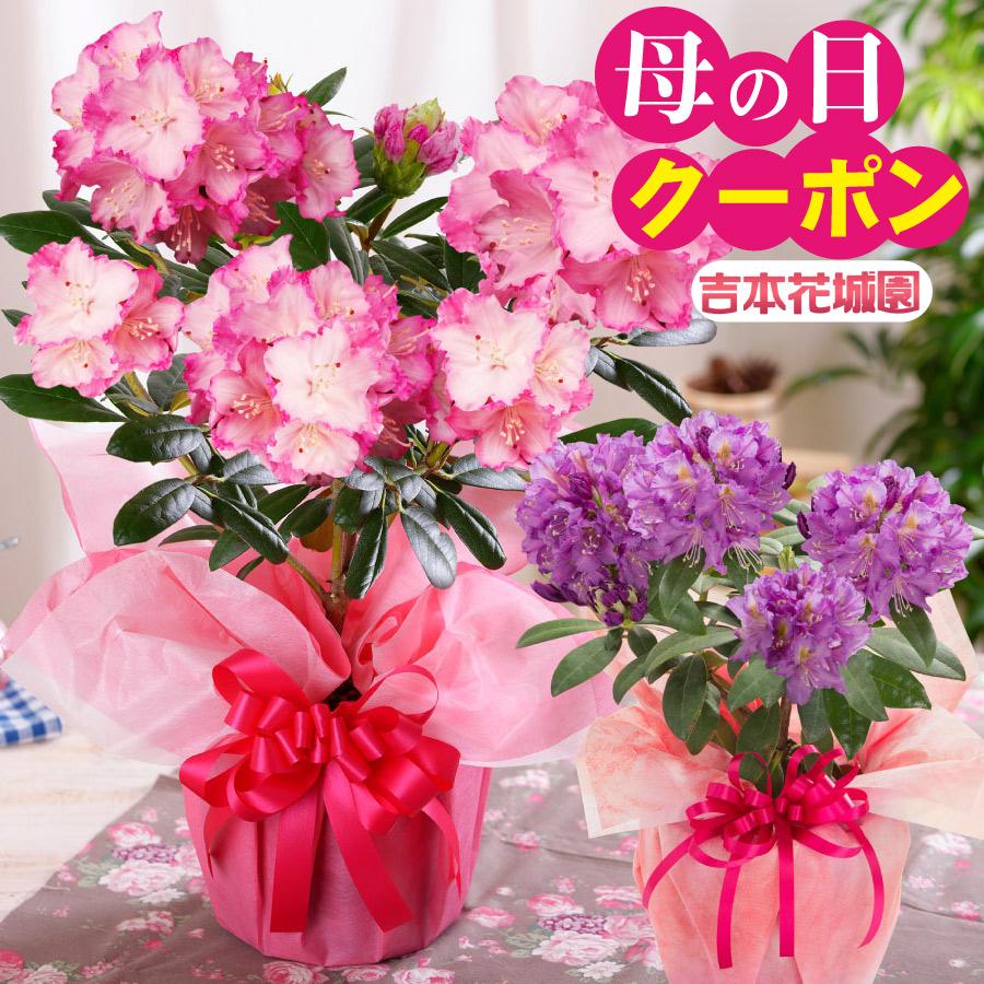 母の日 プレゼント 花 ギフト 鉢植え シャクナゲ 選べる花色 ピンク パープル 紫 鉢植え 特典付き 2023年 hahasyakunageFleurTown吉本花城園 通販