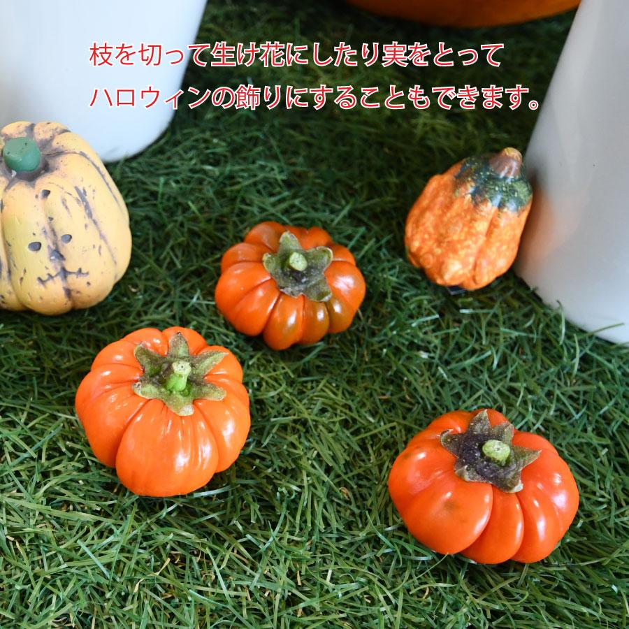 ハロウィン 飾り 寄せ植え パンプキンツリーの寄せ植え かぼちゃ ソラナム 玄関 誕生日プレゼント 秋の寄せ植え ギフト プレゼント｜kajoen｜05