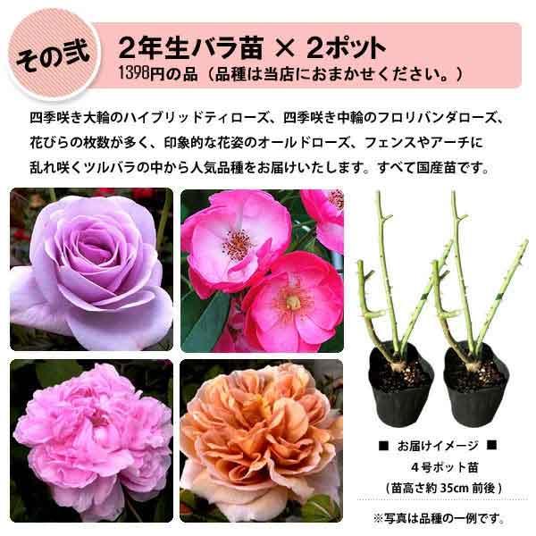 イングリッシュローズ 2株セット 取り引き価格 David Austin Roses - バラ苗, バラ鉢, イングリッシュローズ, つる