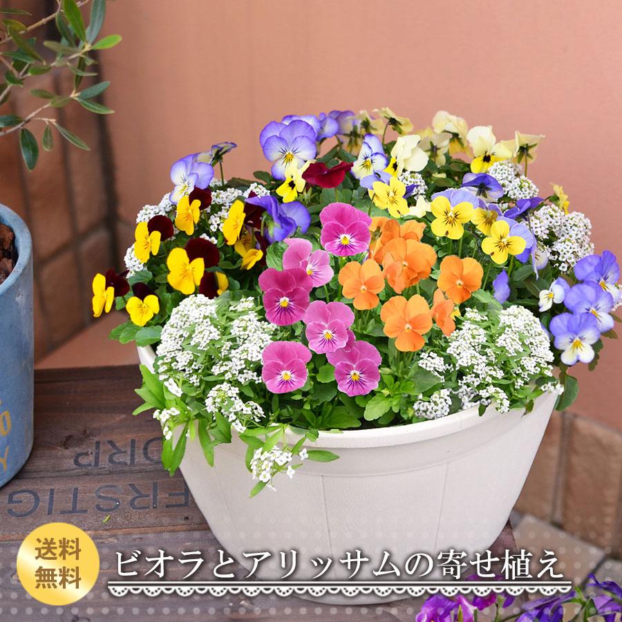お花 吉本花城園 【順次発送中】寄せ植え ひみつのビオラとアリッサム