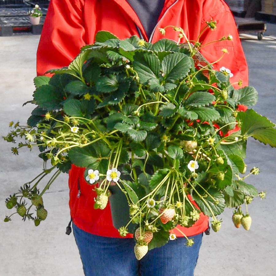 お家でいちご狩り！ よつぼし 実付きイチゴ 6号 鉢植え 苗 野菜 果物