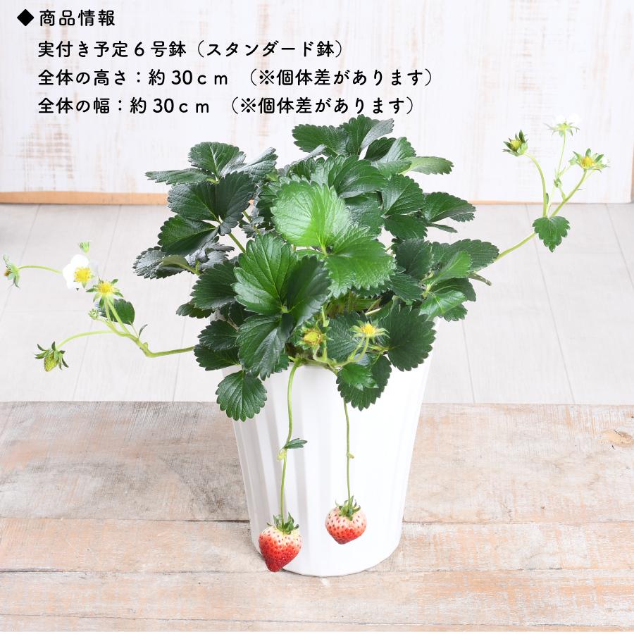 お家でいちご狩り！ よつぼし 実付きイチゴ 6号 鉢植え 苗 野菜 果物