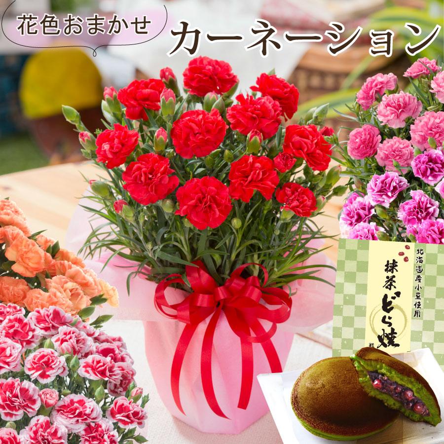 母の日 プレゼント カーネーショント 花 ギフト イチゴホイップ 4号 鉢植え 22年 K4g3 Fleurtown吉本花城園 通販 Yahoo ショッピング