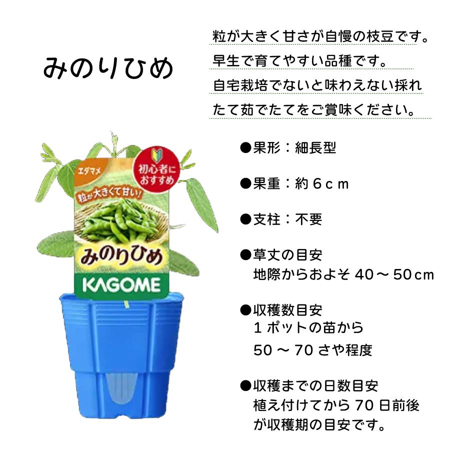吉本花城園 KAGOME カゴメの枝豆 苗と土のセット 3号ポット 枝豆