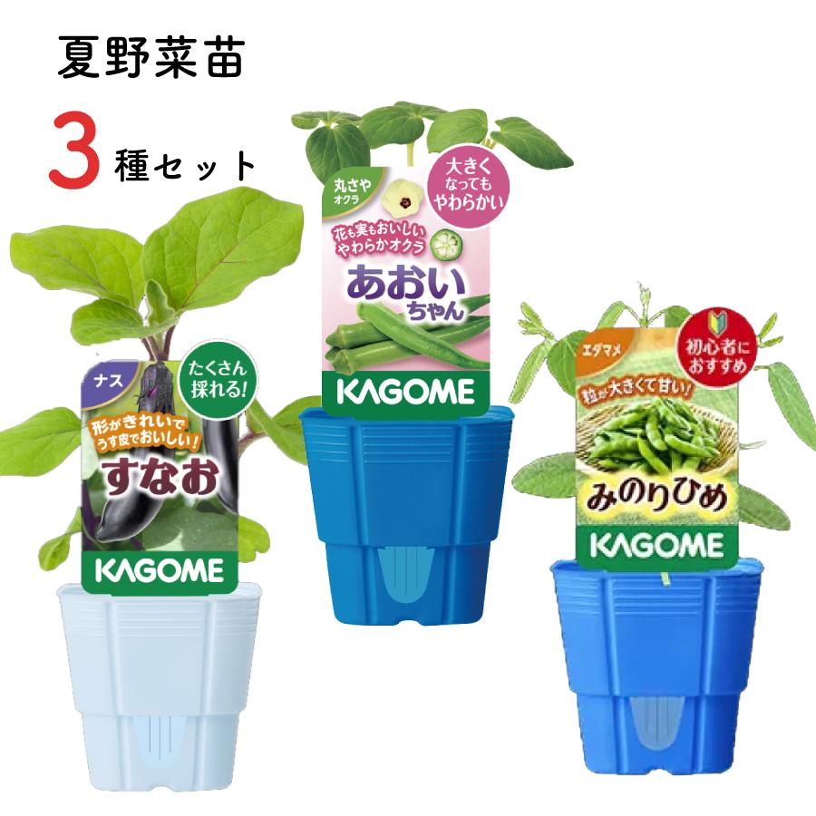 KAGOME カゴメの野菜苗 3号ポット 3種セット ナス オクラ エダマメ 枝豆 すなお あおいちゃん みのりひめ 野菜苗 家庭菜園 ベランダ菜園（Yahoo!・FleurTown吉本花城園）