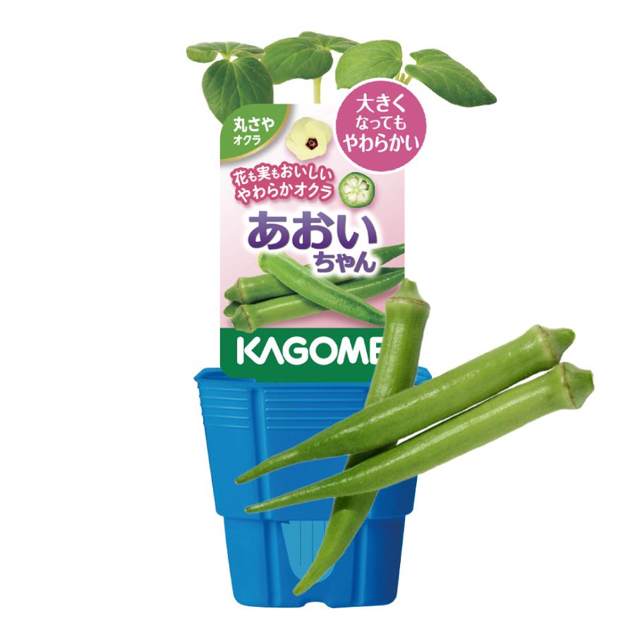 吉本花城園 KAGOME カゴメのオクラ苗 3号ポット あおいちゃん 野菜苗