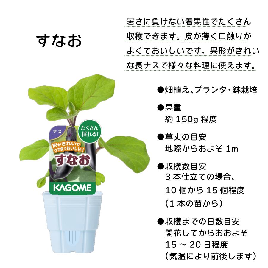 吉本花城園 KAGOME カゴメのナス 苗 3号ポット ナス すなお 野菜苗
