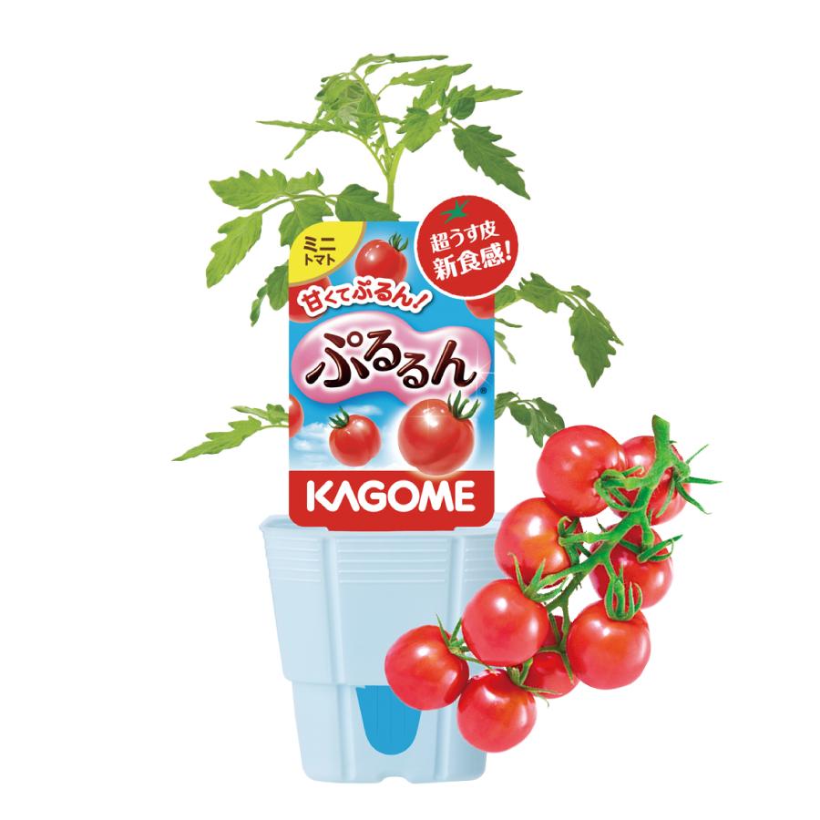 吉本花城園 KAGOME カゴメのトマト苗 3号ポット ぷるるん 野菜苗 家庭