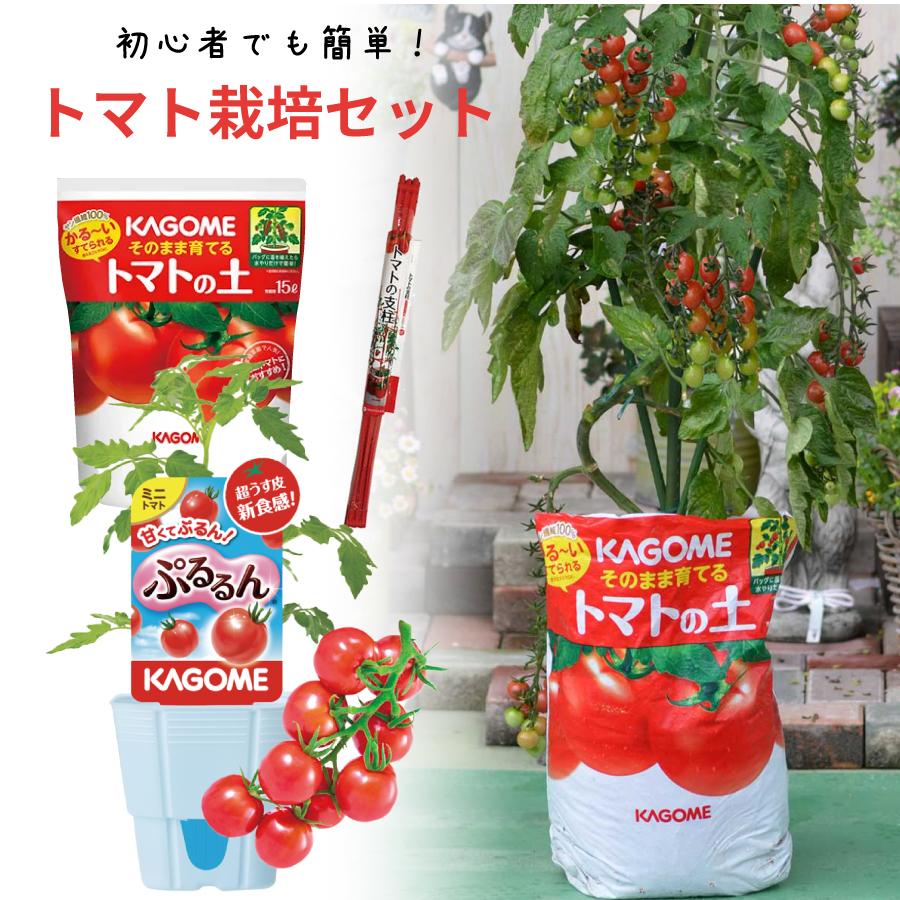 吉本花城園 トマト 栽培セット そのまま育てる トマト苗 ぷるるん