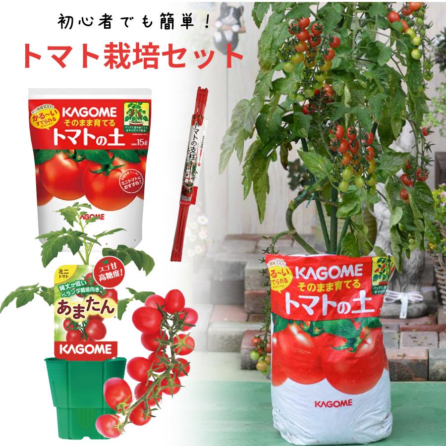 tomatoけい様5点セット 吉本花城園 トマト 栽培セット そのまま育てる トマト苗 あまたん