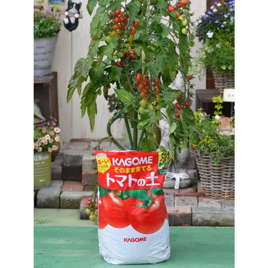 吉本花城園 トマト 栽培セット そのまま育てる トマト苗 あまたん