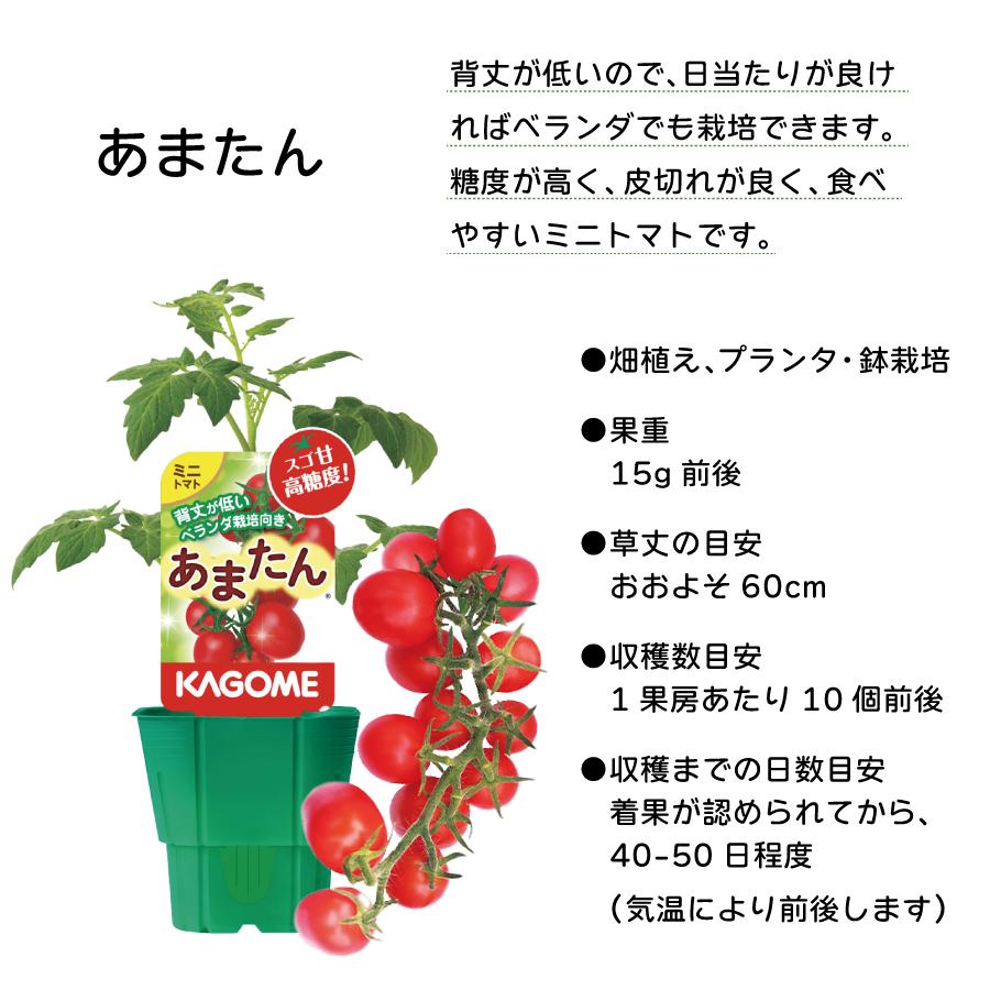 吉本花城園 トマト 栽培セット そのまま育てる トマト苗 あまたん