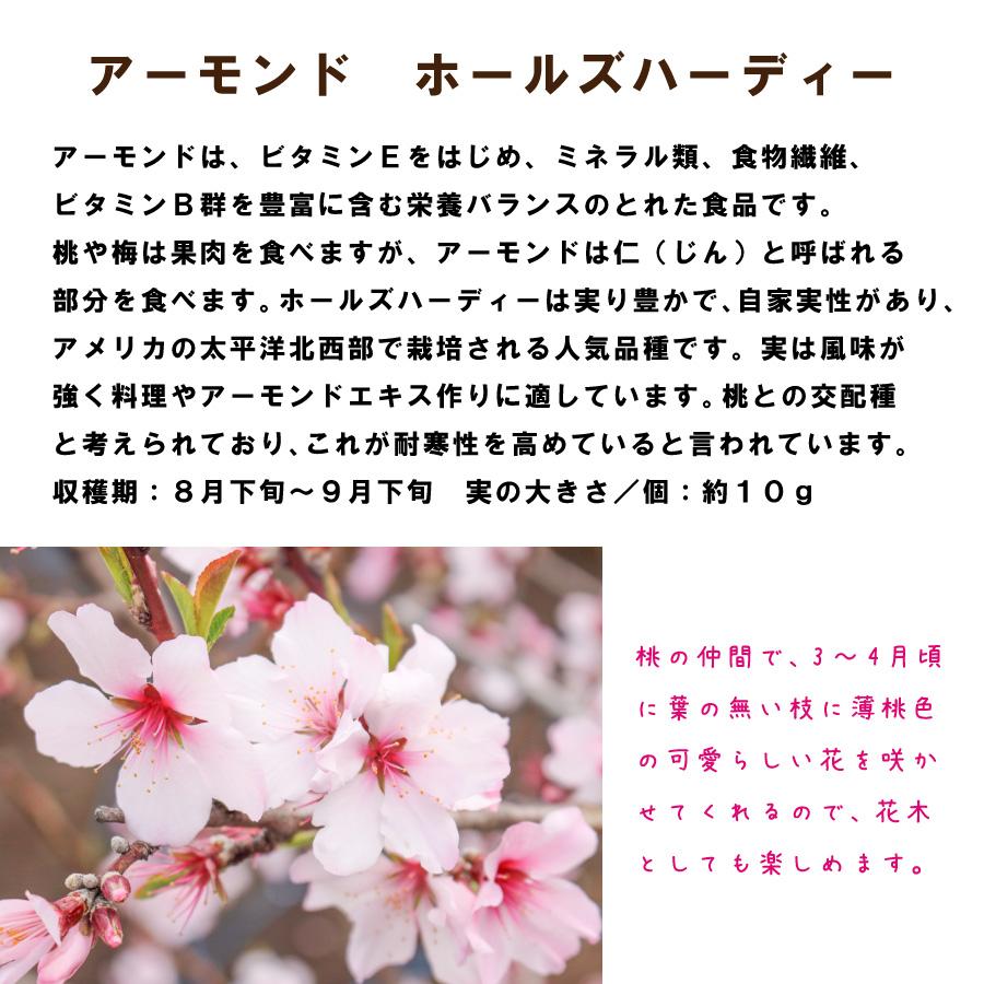 吉本花城園 アーモンド ホールズハーディー 苗木 接木苗 接ぎ木 4号