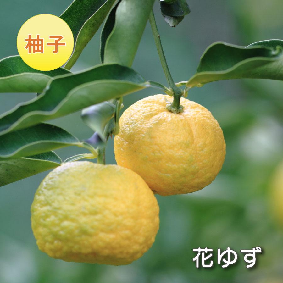 吉本花城園 果樹苗 柚子 苗木 花ゆず ハナユズ 一才柚子 4号ポット