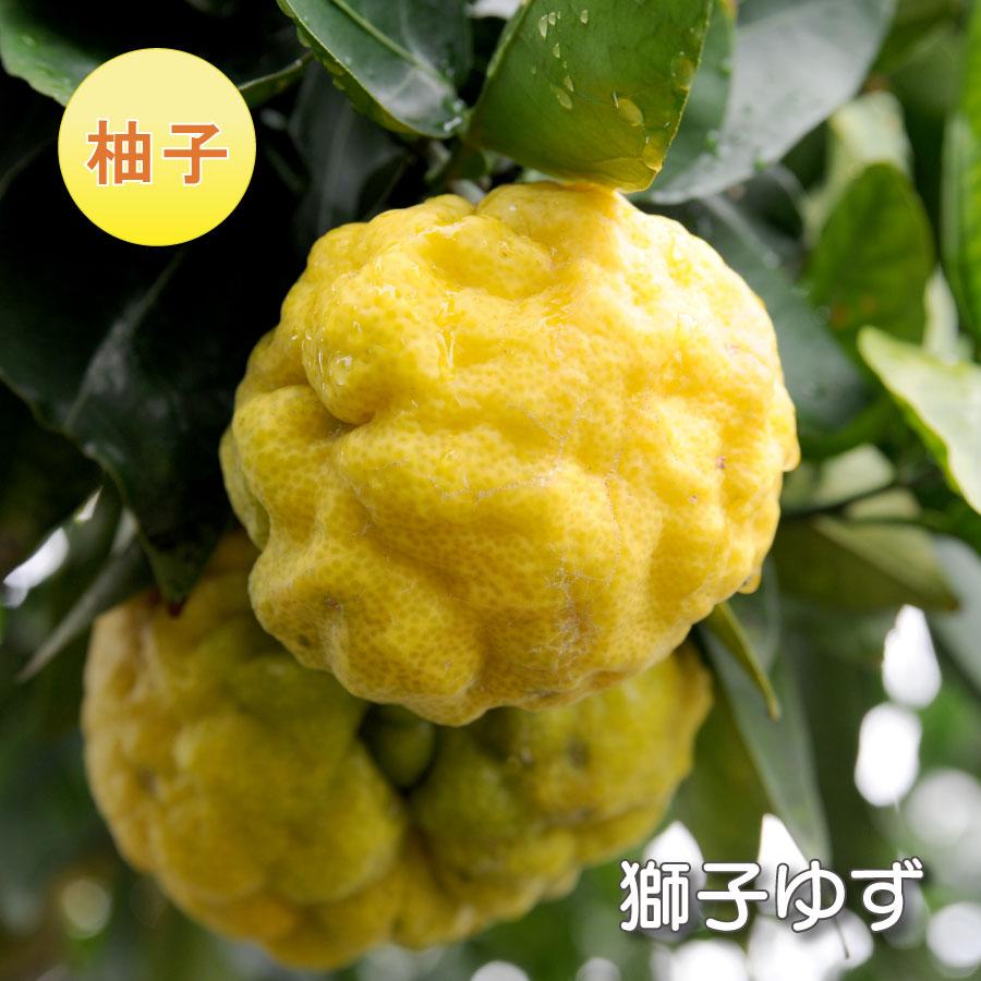 吉本花城園 果樹苗 柚子 苗木 獅子ユズ ししゆず 4号ポット 接木苗