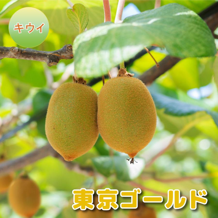 吉本花城園 果樹 キウイ 苗木 東京ゴールド 4号ポット 接木苗 果樹苗