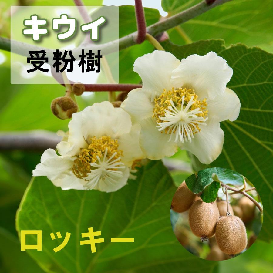 吉本花城園 果樹 キウイ 苗木 オス木 ロッキー 4号ポット 接木苗 雄木