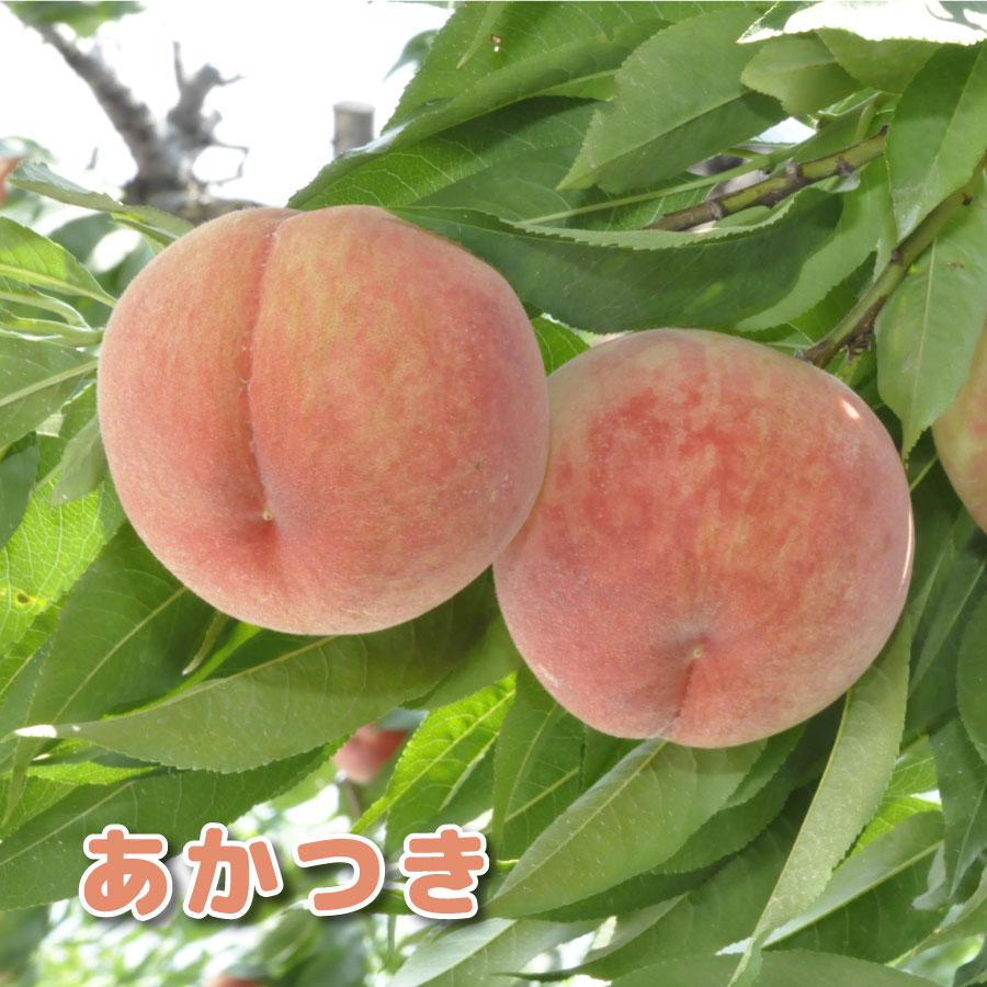 吉本花城園 果樹 もも 苗木 あかつき 4号ポット 接木苗 果樹苗 苗木