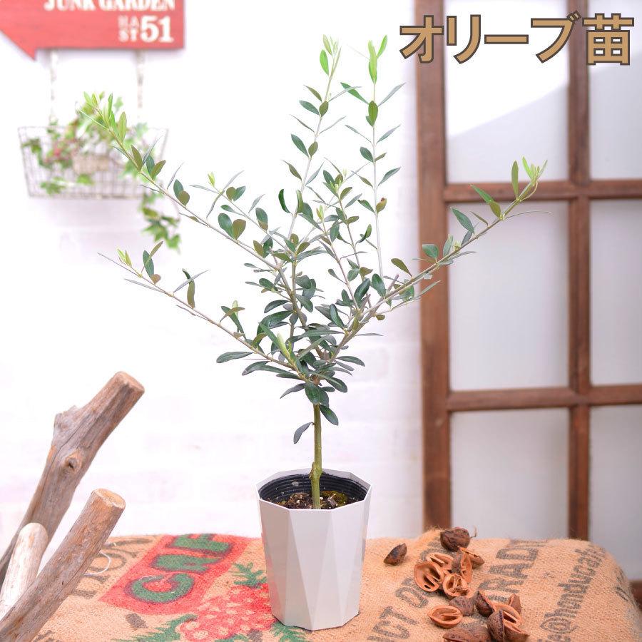 セール特価品 オリーブの木 庭木 3 5号 苗木 鉢植え 販売 観葉植物