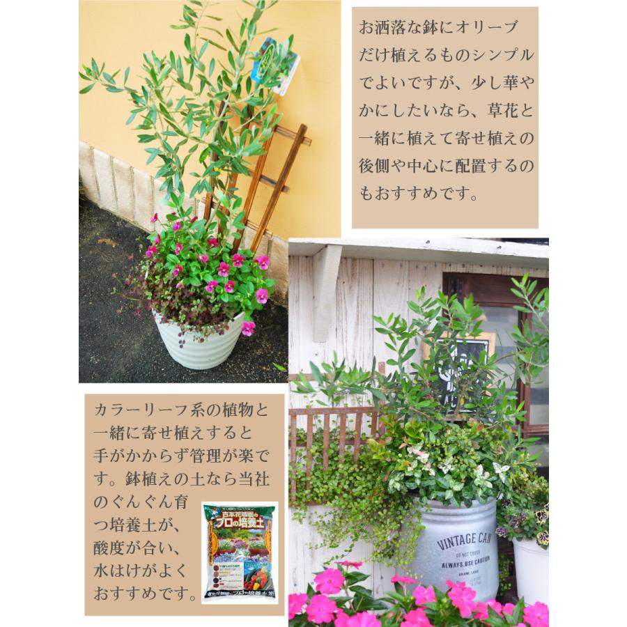 オリーブの木 庭木 3 5号 苗木 鉢植え 樹木 即出荷 販売 洋風の家に合う おしゃれな 観葉植物