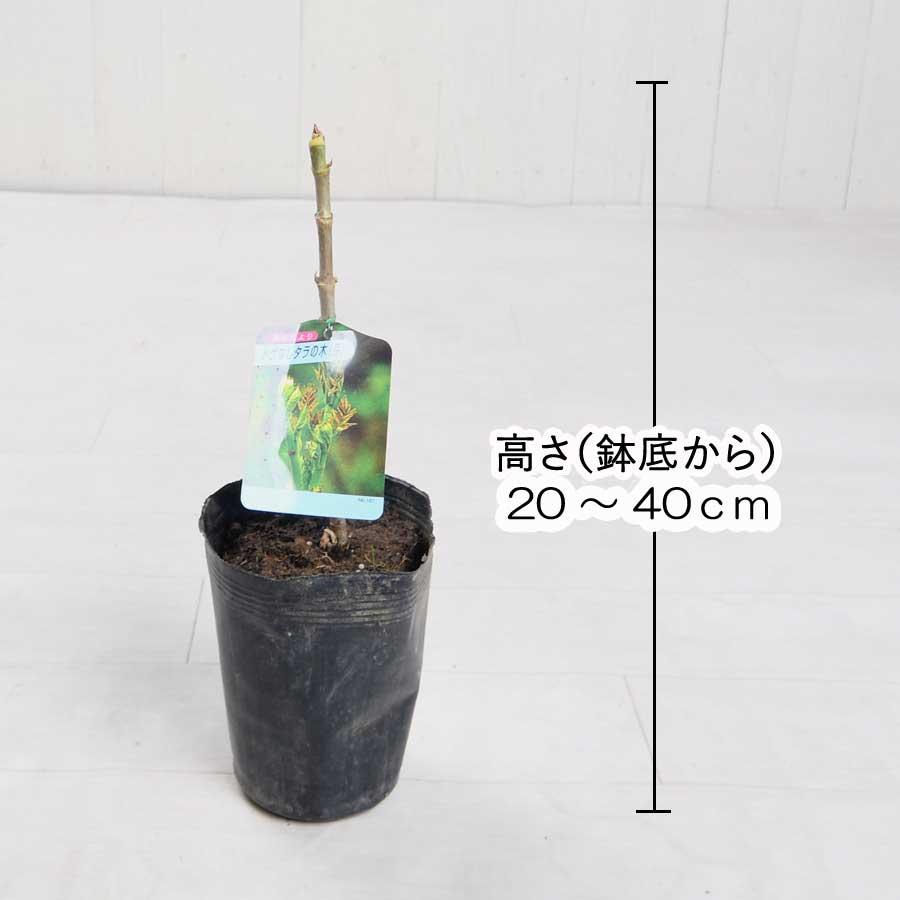 吉本花城園 たらの芽 苗木 【トゲなし たらの芽】 たらの木 4号ポット