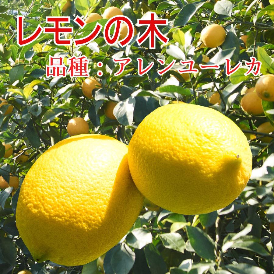 レモンの木 品種 アンユーレカ 苗木 庭木 植木 1年生 接木苗 Lemonnoki Annu Reka Fleurtown吉本花城園 通販 Yahoo ショッピング