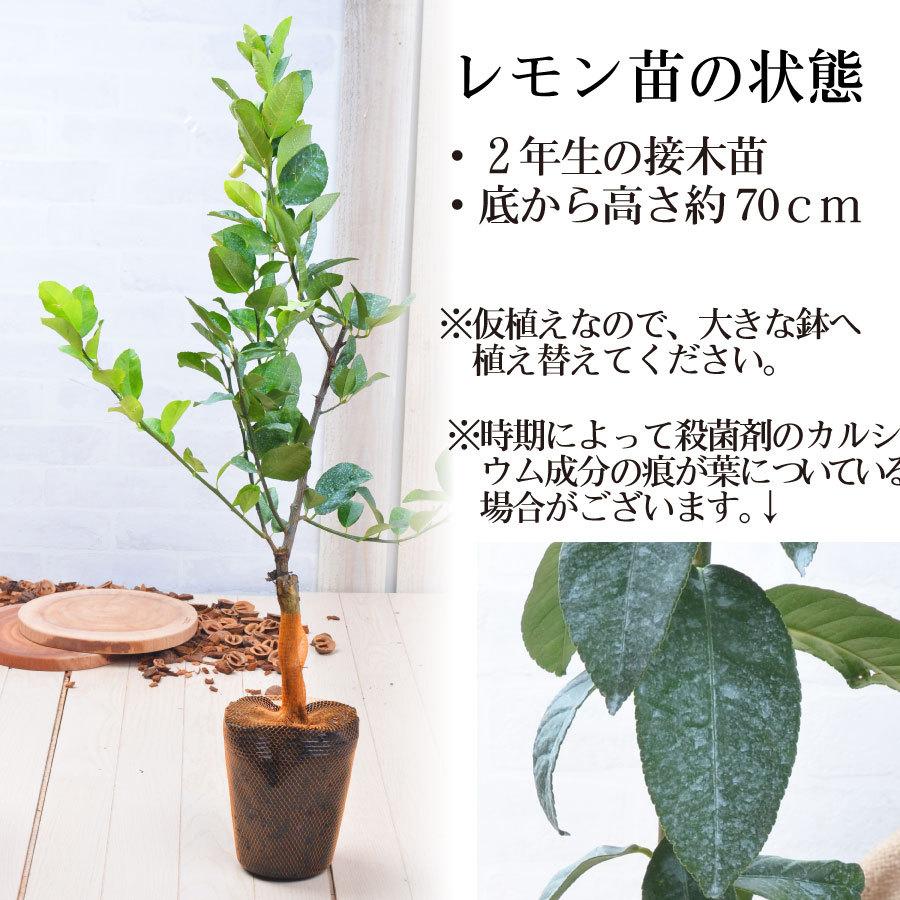 レモンの木 品種 スイートレモネード 苗木 庭木 植木 2年生 接木苗 Lemonnoki Lemonedo 2nen Fleurtown吉本花城園 通販 Yahoo ショッピング
