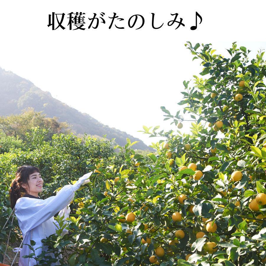 吉本花城園 果樹苗 レモン 苗木 マイヤー 4号ポット 接木苗 接ぎ木